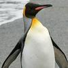 comradelordpenguin