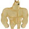 cheemsfitness
