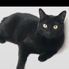 snazzycat46