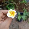 22humu22