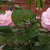 _rosa.03665_