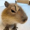 ilikecapybaras0