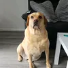 watsongib