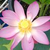 chaichai602