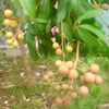 dewapermana465