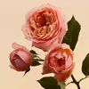 aminaidrissi058