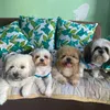 manzanobabies