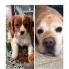 benny_and_kiki