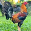gelgamefarmlemonhatch