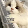 meohuyenmeoo