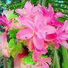 farhana.chowdhury38