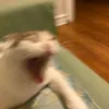 siu.siu57