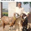 pervaiz.ahmmad