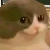 elfo_410