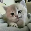 imthienuww84