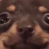 thejalias