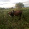 olaizer.kizito