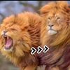 shinwarikhan142gmail.com