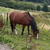 equestrian_230