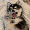 flurry_252