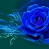 blue.rose6150