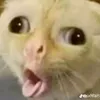 ilynxuan