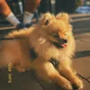 pasa_the_pom