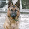 booba0660