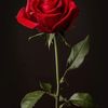 555rose3