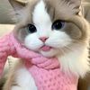 nann_611