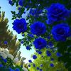 0077896blue