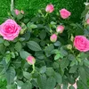 foreveronelove25