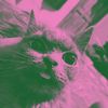 cattanic666
