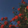 martyna5745
