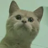 jd_nbt