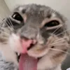 cleaxvyu