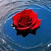 user9016919581250