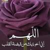 gm.najiba