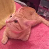 lilicats26