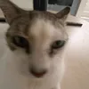 nala_jair_inacio