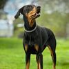 _bagira_the_doberman