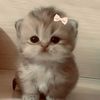 ash.khalied