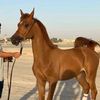 rashid.albuainain7