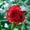 user8828618870525