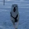 snuppiluppi