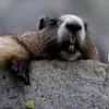 Marmota sincera