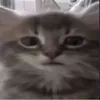 xenosreboot
