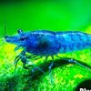shrimppppy13