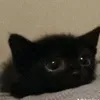 little_guy41