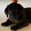 junior_ismydoggy